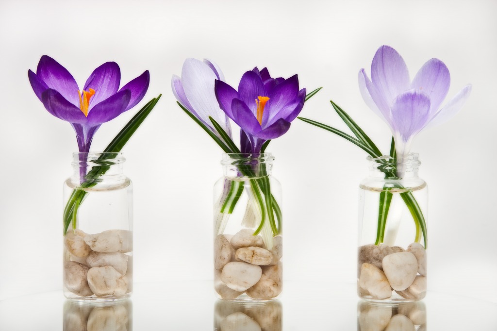 Crocus Trio jigsaw puzzle in Macro puzzles on TheJigsawPuzzles.com